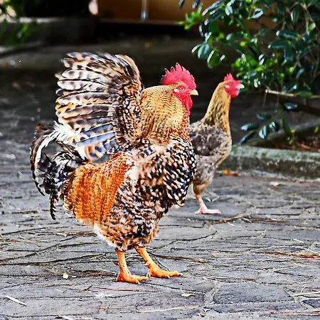 Vigna Di Valle Bracciano (Rome)